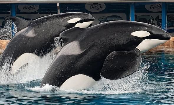 🖤Taïma: l'Orque qui réunit Tilikum, le Loro Parque, et les cruautés de la captivité💔