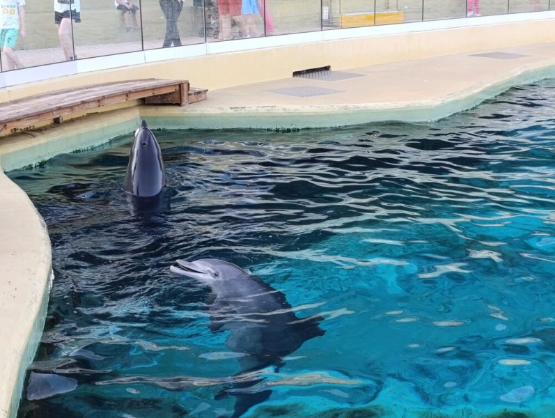 ⁉️Pourquoi la date du transfert des dauphins de Marineland reste secrète ? 🐬