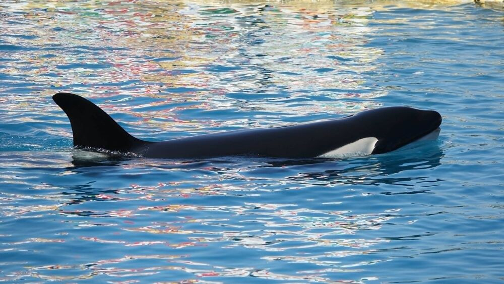 ‼️‼️Marineland, entre audience et mensonges❌❌