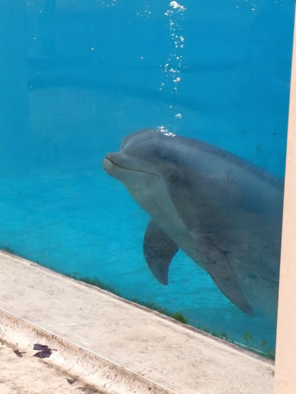 🖤Orques et dauphins: se battre jusqu'au dernier souffle💙