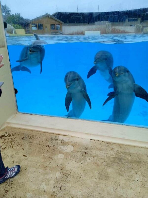 ❌Des nouvelles des dauphins de Malaga🐬