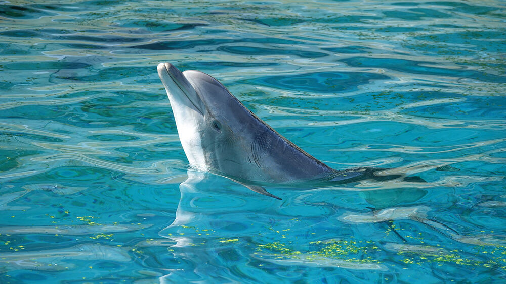 💙 Dam, un dauphin à part