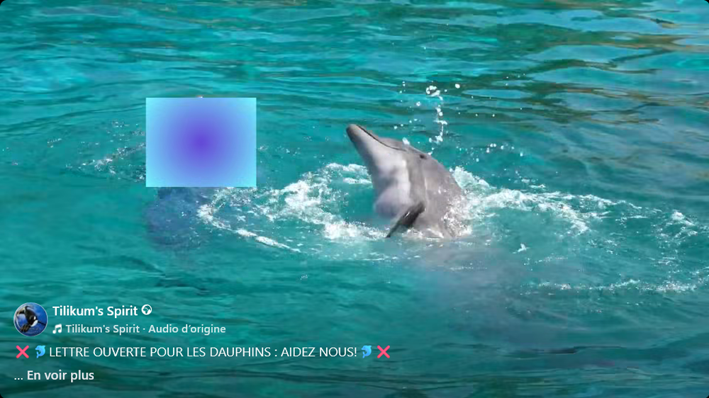 ❌🐬LETTRE OUVERTE POUR LES DAUPHINS : AIDEZ NOUS!🐬❌
