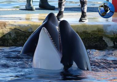 250106_tilikum2_original
