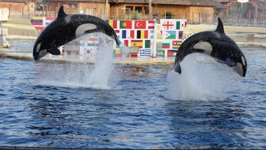 250125_marineland3_original