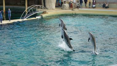 250128_marineland3_original