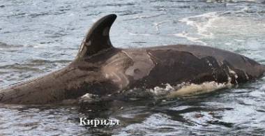 250131_kirill1_original