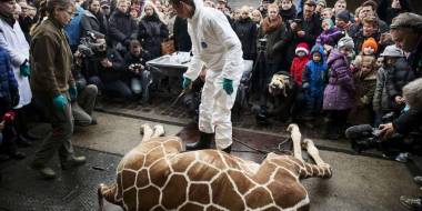 250531_zoo2_original
