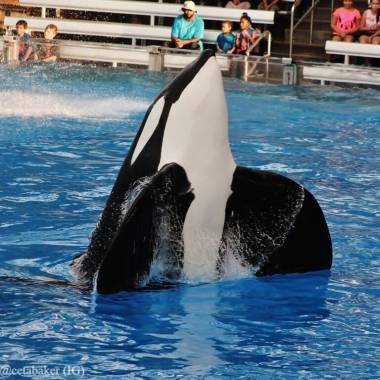 260106_tilikum1_original