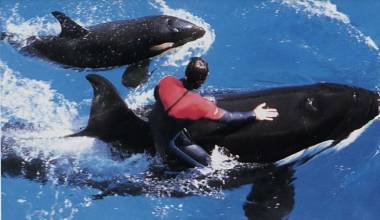 260116_shamu1_original