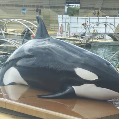 260213_orquesetdauphins1_original
