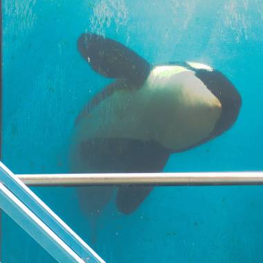260213_orquesetdauphins3_original