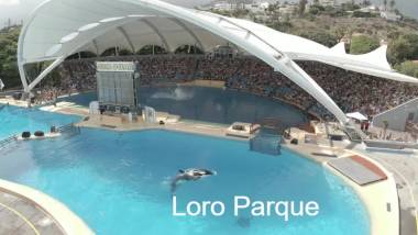 260315_dauphins2_original