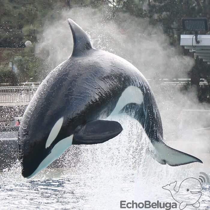 Shouka